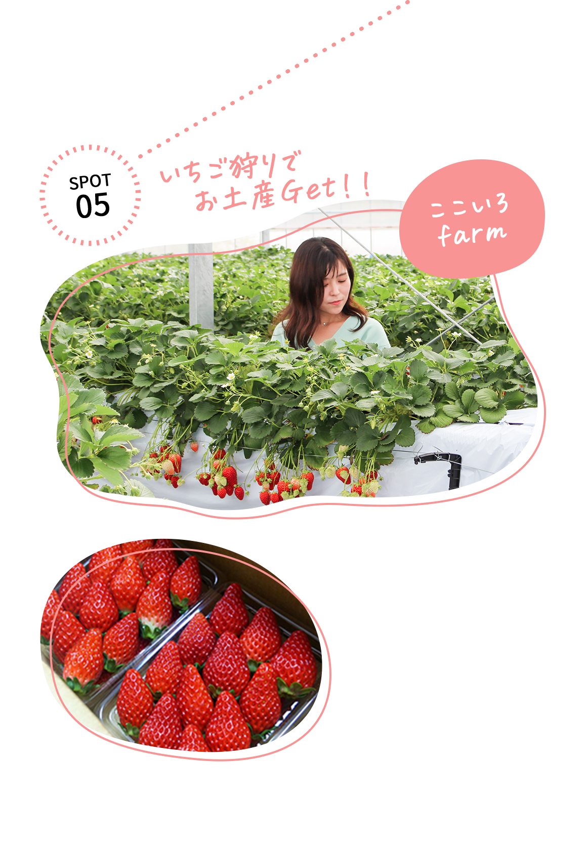 SPOT05 いちご狩りでお土産Get！！ここいろfarm