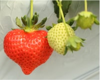 北山いちご農園